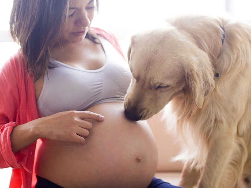 Fotos del embarazo y perros